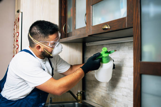 Best Rat Extermination Near Me  in Lake Wildwood, CA