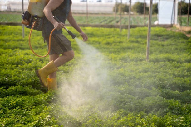 Best Wasp Removal Services  in Lake Wildwood, CA