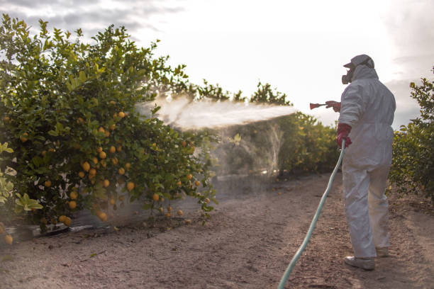 Best Ant Control Services  in Lake Wildwood, CA