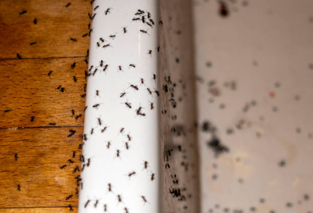 Best Residential Pest Control  in Lake Wildwood, CA