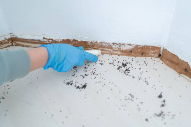 Flea Control Services in Lake Wildwood, CA
